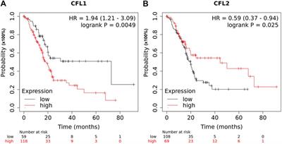 Prognostic Significance of Cofilin Isoforms in Patients With Pancreatic Ductal Adenocarcinoma